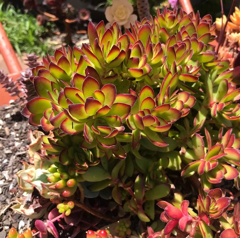 Crassula Rubricaulis ‘Butterfly Bush’ Live Succulent Plant, Red-Tipped Crassula for Garden or Indoor Pots