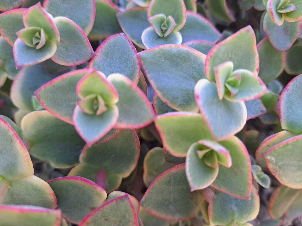 Crassula Calico Kitten Succulent Cuttings – 10 Variegated Marginalis Rubra Trailing Plants, Pink Green Foliage, Unrooted Propagation Material