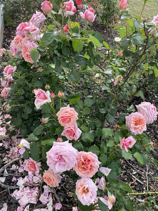 Lady Ashe Climbing Rose Cuttings – 5 Fresh Unrooted Rosa Hybrid Stems with Fragrant Blooms for Garden Vertical Display