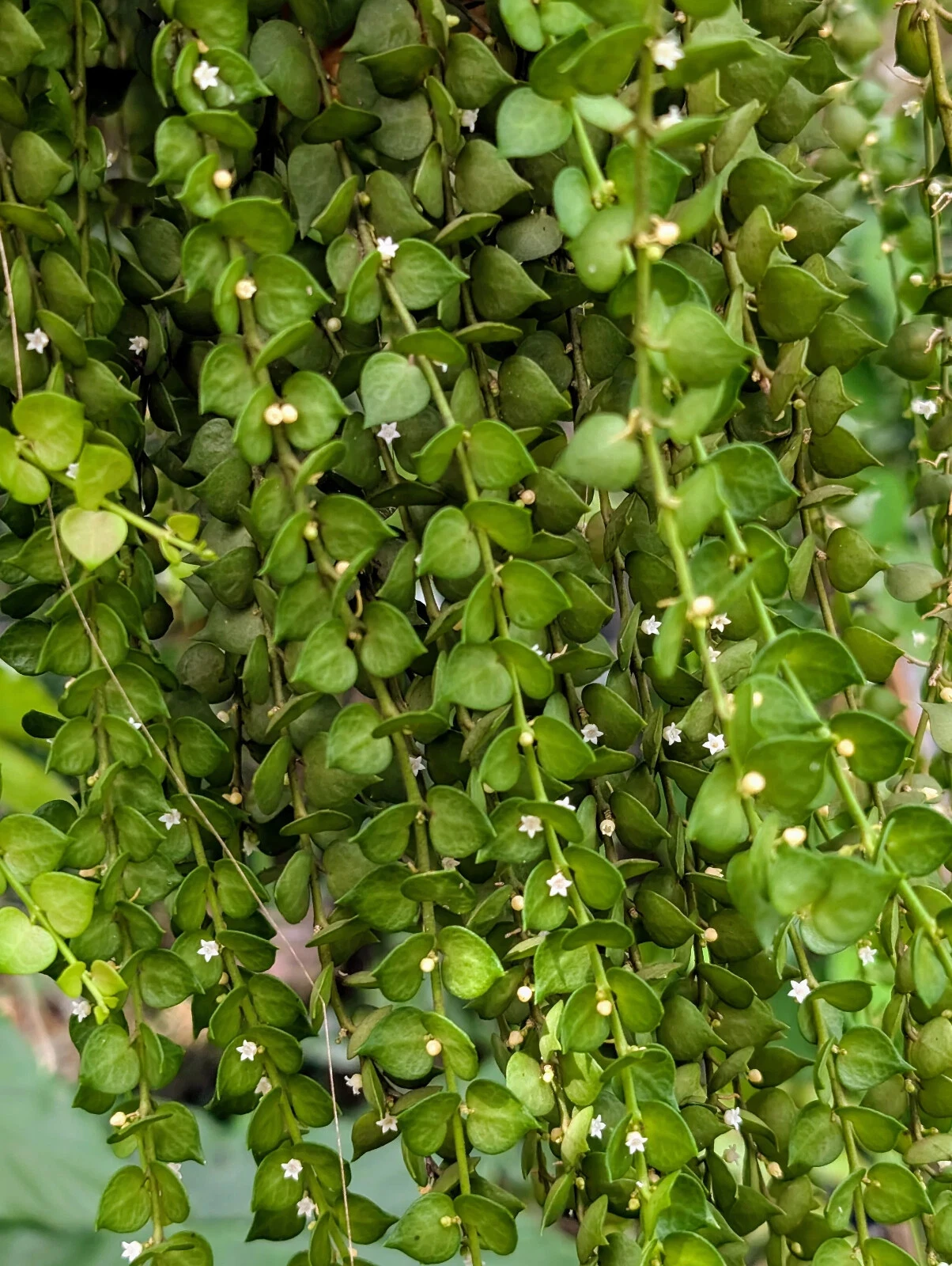 Dischidia ruscifolia Cutting – Million Hearts Plant Unrooted Vine for Propagation, Heart-Shaped Leaves, Houseplant, Succulent, Garden