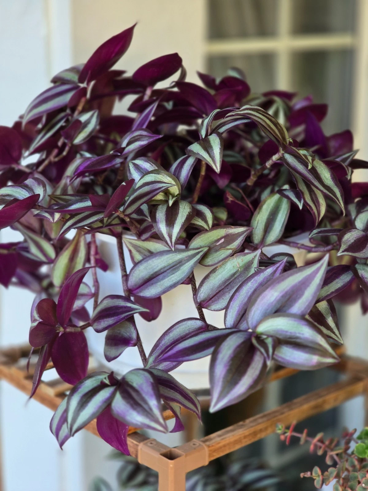 Tradescantia Zebrina Cuttings – 12 Live Unrooted Stems, 4-6 Inch Purple Wandering Jew Plant for Indoor Garden & Propagation