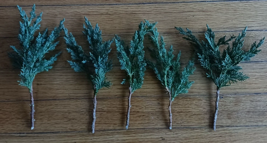Green Mound Juniper Pre-Bonsai Cuttings – 5 Live 6–8" Evergreen Shrubs for Bonsai & Landscaping – Juniperus procumbens