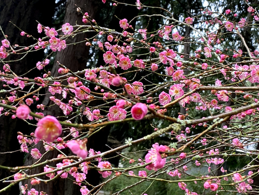 Japanese Ume Plum Cuttings – 2 Unrooted Prunus mume, Winter Flowering Tree with Edible Fruit, Garden Planting, Flowering and Fruit Tree