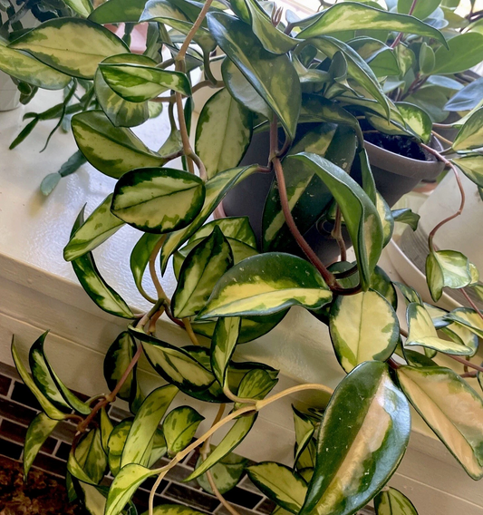 Hoya Krimson Princess Cuttings – 2 Unrooted Variegated Hoya carnosa Houseplant, 3 Inches Long, Pink and Green Foliage
