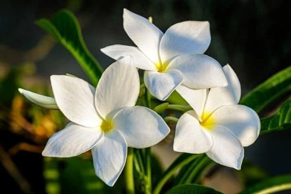 Plumeria Pudica Cuttings – 2 Fresh 4–6 Inch White Flowering Shrubs for Tropical Gardens & Patio