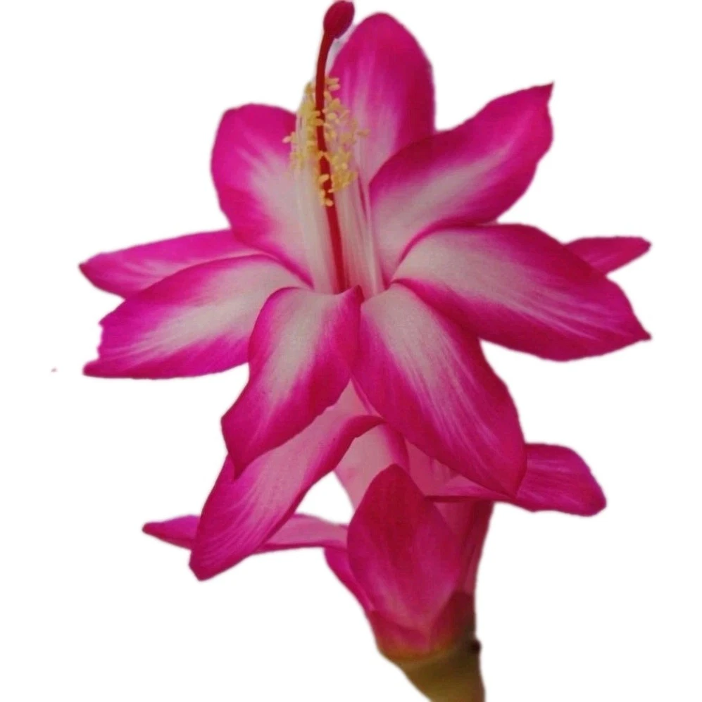 Thanksgiving Christmas Cactus Cuttings – 3 Unrooted Pink and White Schlumbergera Stems for Planting
