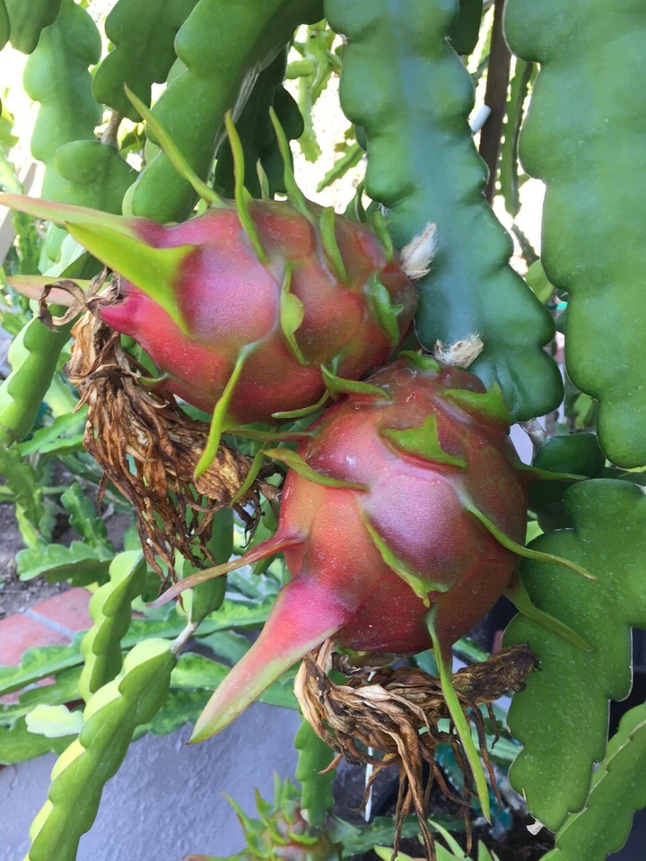 Purple Haze Dragon Fruit Cuttings – 2 Red-Flesh Hylocereus Stems for Rooting & Trellis Growth