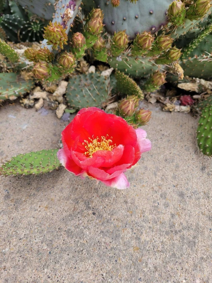 Prickly Pear Cactus Cutting – Opuntia Arizona Red, Hardy Desert Succulent, Opuntia phaeacantha × woodsii