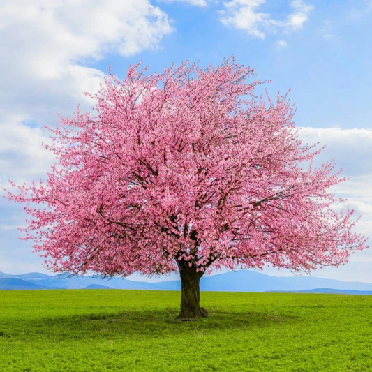 Japanese Kwanzan Cherry Tree Cuttings – 10 Unrooted Pink Blossom Propagation Material Prunus serrulata 'Kanzan'