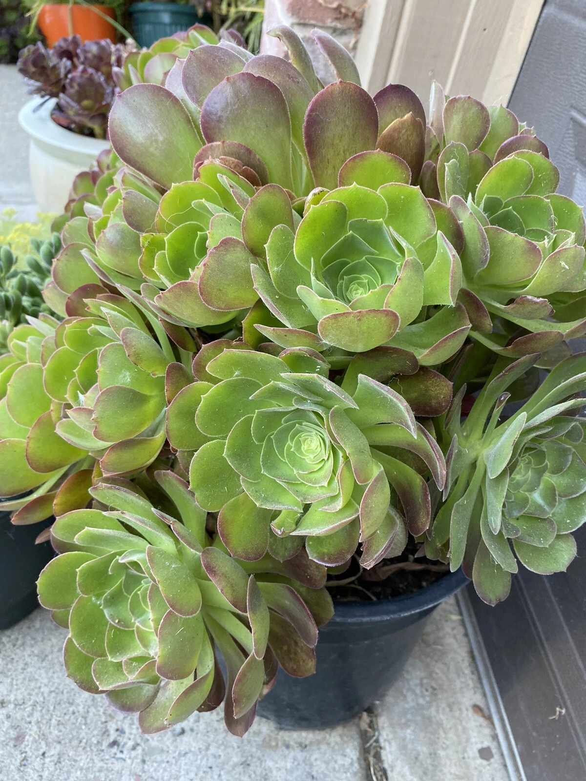 Aeonium Succulent Cuttings – 5 Unrooted Rosettes, 3 Inches Wide for Propagation, Easy Care, Well-Draining Soil, Bright Light