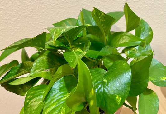 Green Pothos Cuttings – Set of 3 Unrooted Epipremnum aureum Houseplant Propagation Starter