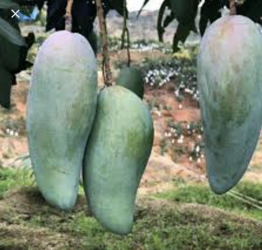 Mango Xoai Tuong Scions – 5 Elephant Mango Grafting Cuttings, Mangifera Indica Variety for Orchard and Growers