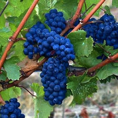 Blue André Grape Cuttings for Planting – 30 Unrooted Vitis Grape Vine Propagation Cuttings