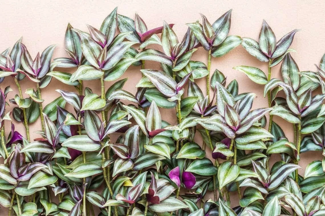 Tradescantia Zebrina Cuttings – 10 Unrooted Purple Wandering Jew Stems for Propagation, Trailing Foliage Plant