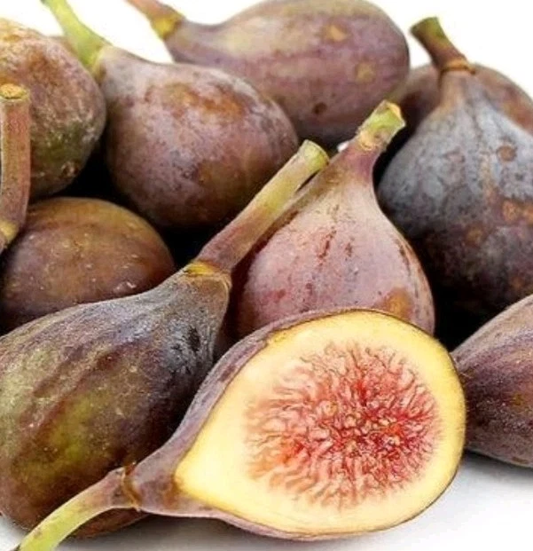 Celeste Fig Cutting – Unrooted Ficus carica ‘Celeste’ for Propagation, Hardy Deciduous Fruit Tree, Garden or Container Planting