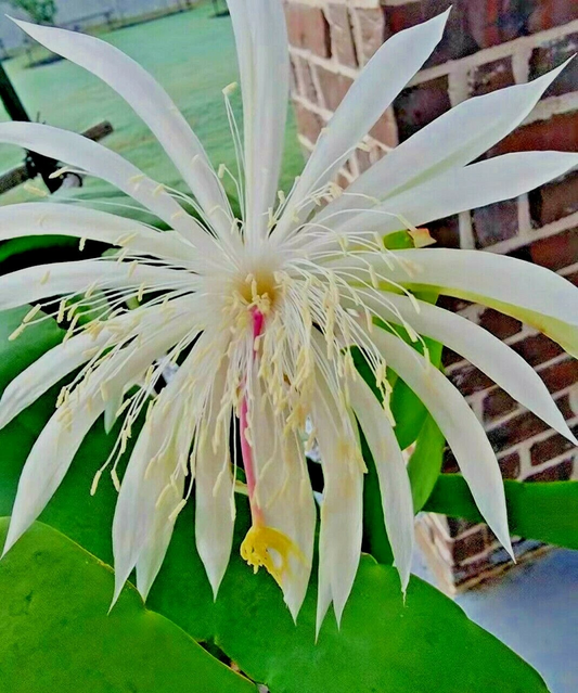 Night Blooming Cereus Cuttings – 6 Unrooted White Bloom Cactus Stems for Propagation, 10–12 Inches, Epiphyllum oxypetalum