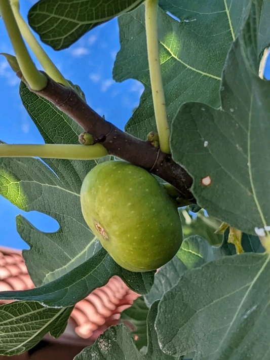 Green Turkish Fig Tree Cuttings – 10 Fresh Ficus carica Grafting or Rooting Plantings