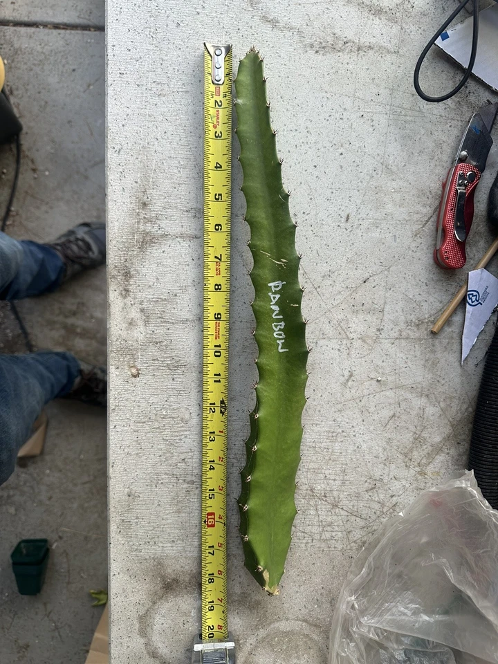 Rainbow Dragon Fruit Cutting – 10–15 Inch Live Pitaya Climbing Cactus for Planting, Exotic Fruit, Indoor or Garden Cultivation