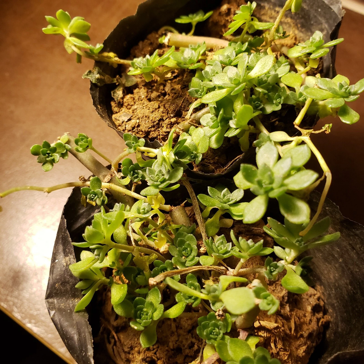 Sedum Sarmentosum Plant – Gold Moss Stonecrop – Edible Perennial Groundcover – Live Potted Plant for Gardens and Containers