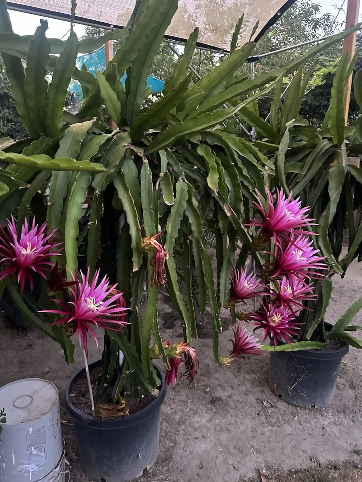 Connie Mayer Dragon Fruit Cuttings – 8–12in Hylocereus Stem for Rooting and Propagation, Live Pitaya Climbing Cactus