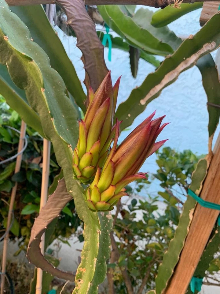 Dragon Fruit Cuttings 6 Pack – Asunta Variety, Unrooted Pitaya Stems, Climbing Cactus for Planting and Propagation
