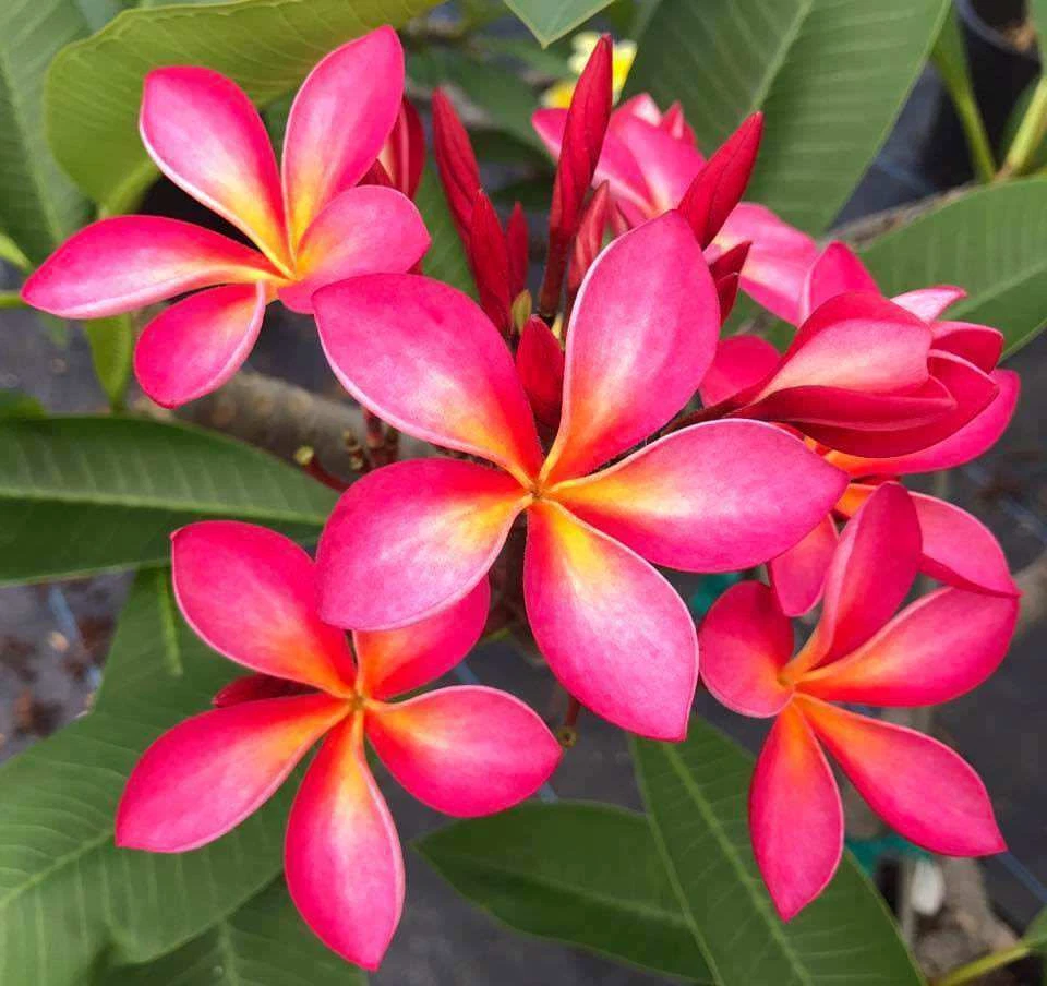 Pink Yellow Plumeria Cutting – 6–8 Inch Unrooted Frangipani Stem for Planting (Plumeria spp.)