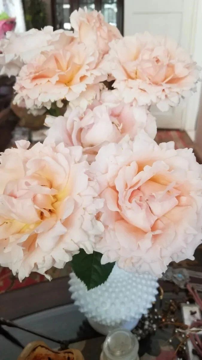 Polka Climbing Rose Cuttings – 10 Unrooted Apricot Rose Stems for Garden Climber, Propagation, Fences, Trellises – Rosa ‘Polka’