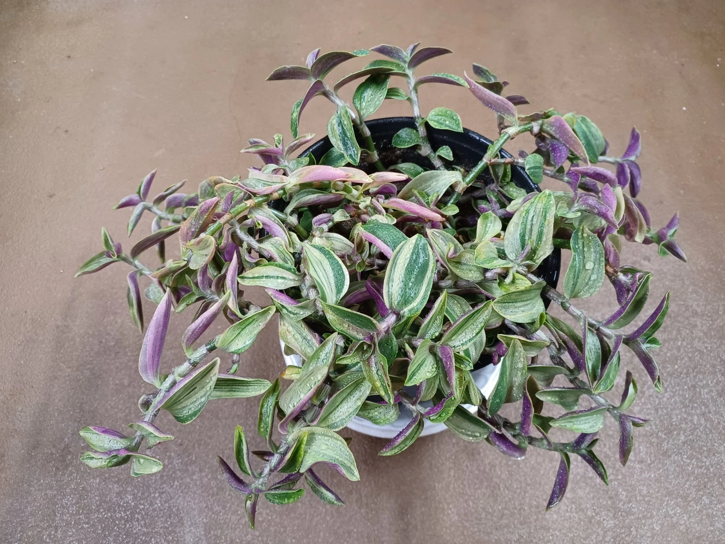 Tradescantia Gelfling Cuttings – Variegated Wandering Jew Houseplant Propagation, Trailing Foliage, Unrooted Live Cuttings