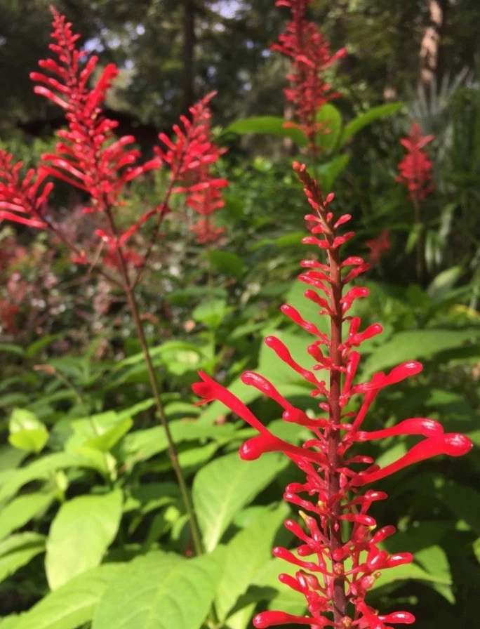Purple and Red Firespike Cuttings - Unrooted Odontonema strictum Propagation Material, 6 Live Plant Cuttings