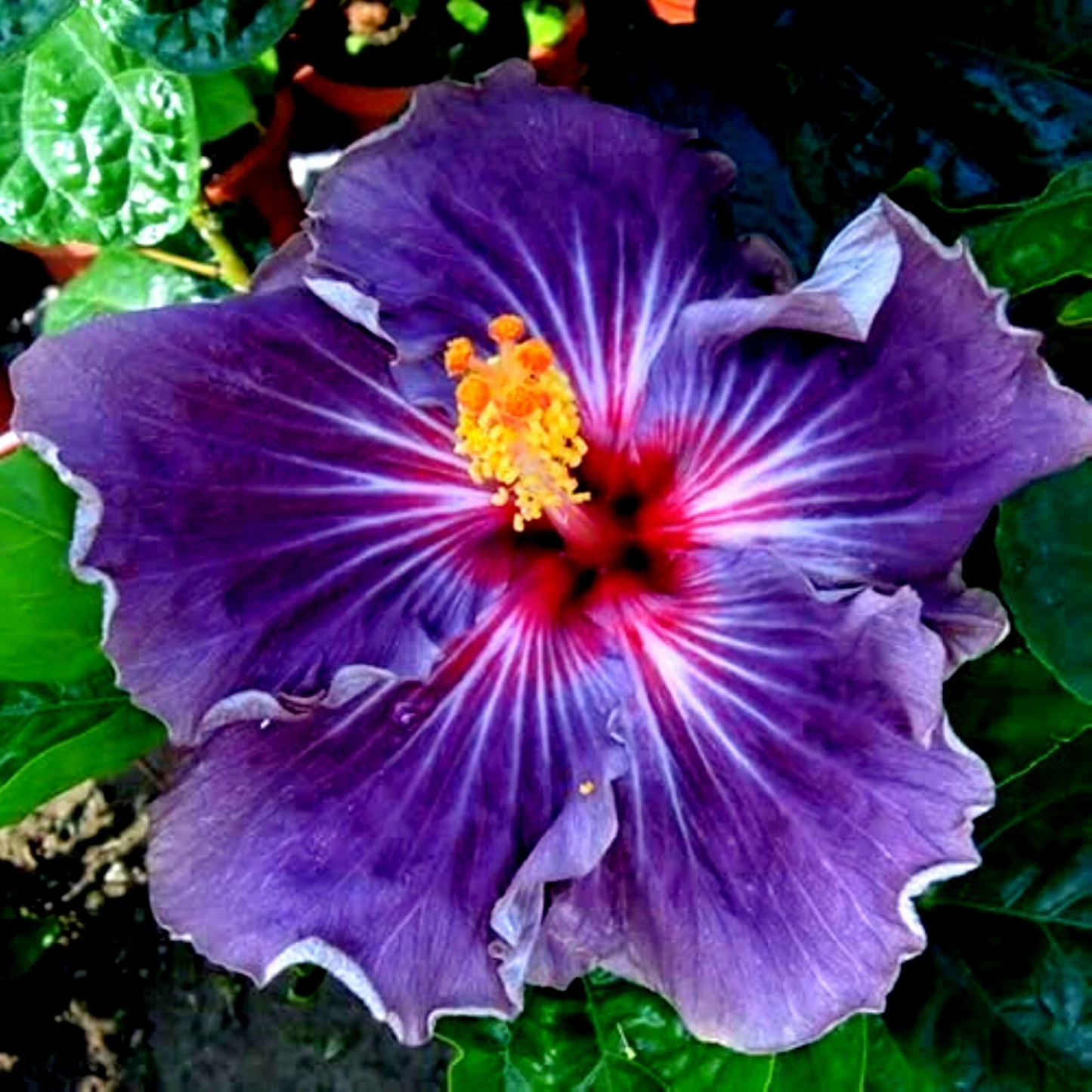 Hibiscus Moscheutos Cuttings – 7 Unrooted Rose Mallow Starter Stems for Perennial Flowering Plant Propagation