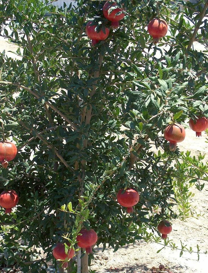 Wonderful Pomegranate Cuttings – Lot of 4 Punica Granatum Tree Propagation Clippings from Mature Plant