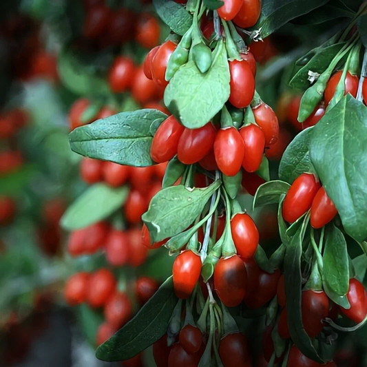 Organic Goji Berry Cuttings – 20 Fresh Unrooted Plant Cuttings for Rooting and Growing Lycium barbarum