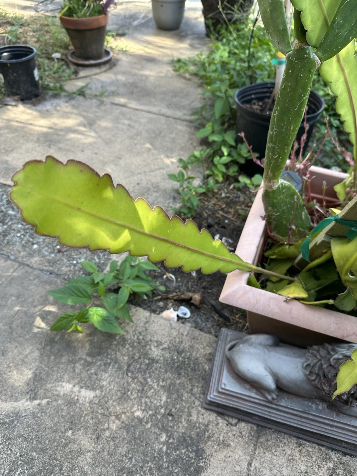Epiphyllum Hookeri Strictum Cuttings – White Fragrant Orchid Cactus Segments for Planting, Unrooted Mature Plant Propagation