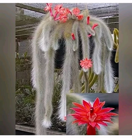 Monkey Tail Cactus Cutting – 8 Inch Fuzzy Trailing Succulent Starter – Calocereus Ramossissimus Plant for Indoor Garden