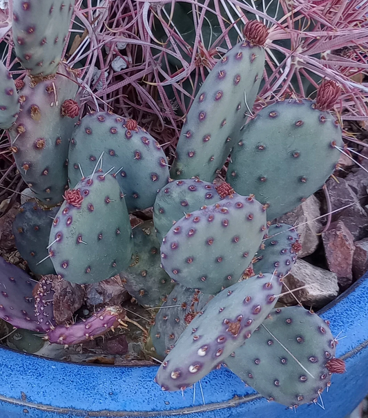 Opuntia gosseliniana Santa Rita Purple Prickly Pear Cactus Live Pad Cutting Cold Hardy Arizona Plant