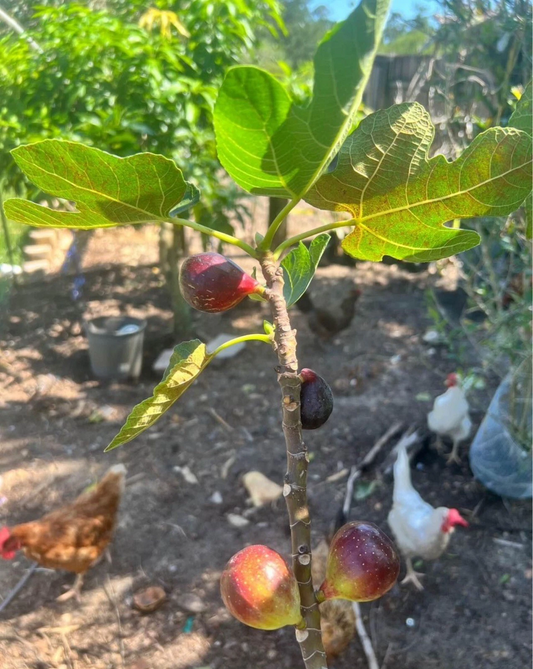 LSU Purple Fig Scion Cuttings – Ficus carica, Unrooted Fig Tree Grafting Propagation, 5 Pack