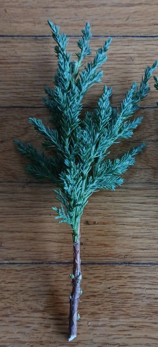 Green Mound Juniper Cuttings – 10 Pre-Bonsai Branches 6–8 Inch for Training, Shaping & Bonsai Projects – Juniperus chinensis