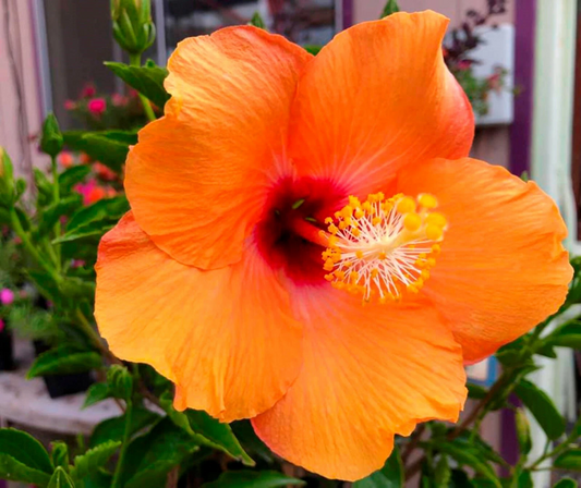 Hardy Hibiscus Cuttings – 7 Unrooted Stem Propagation for Rose Mallow, Perennial Flowering Plant, Hibiscus moscheutos