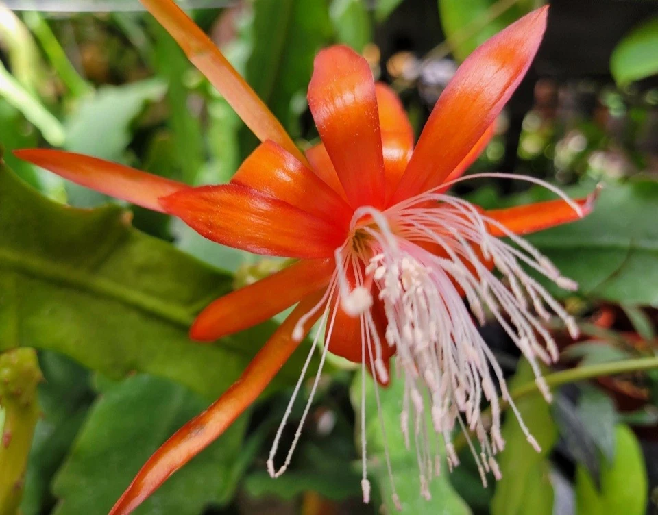 Epiphyllum ‘Fluid Orange’ Orchid Cactus Hybrid Unrooted Live Cuttings 8–10 Inches Long, Bright Orange Blooms, Easy to Propagate