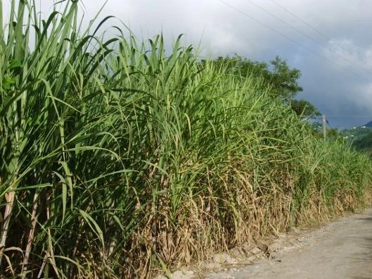 Heirloom Sugarcane Cuttings – Fresh Cane Sections with 4+ Buds for Planting – Saccharum officinarum
