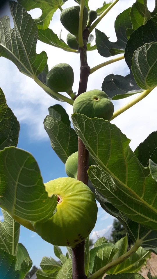 Fig Cuttings – LSU Gold Giant Ficus Carica Stems for Planting, Fruit Fig Variety, Fresh Planting Material