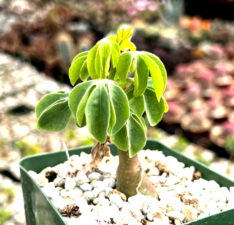Adenia glauca Succulent Caudex Plant in 3.5" Pot – Rare Climbing Indoor Houseplant for Collectors