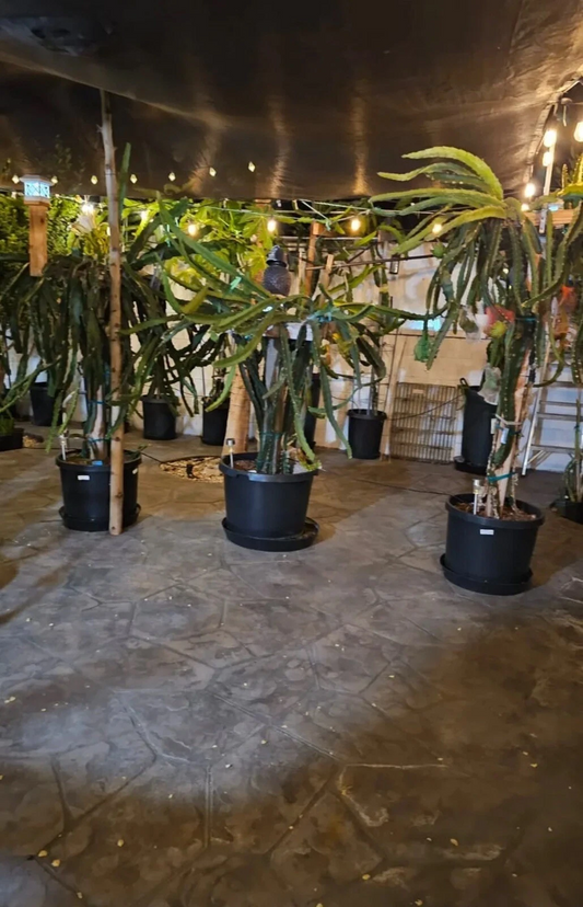 Organic Dragon Fruit Cuttings – 10 Unrooted Climbing Cactus Stems, 8–14 Inches, Selenicereus spp. Propagation Material
