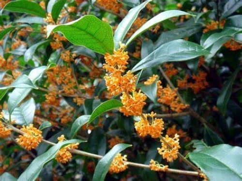 Osmanthus fragrans ‘Apricot Echo’ Live Plant – Rooted Sweet Olive with Apricot-Scented Blooms for Garden or Indoor Use