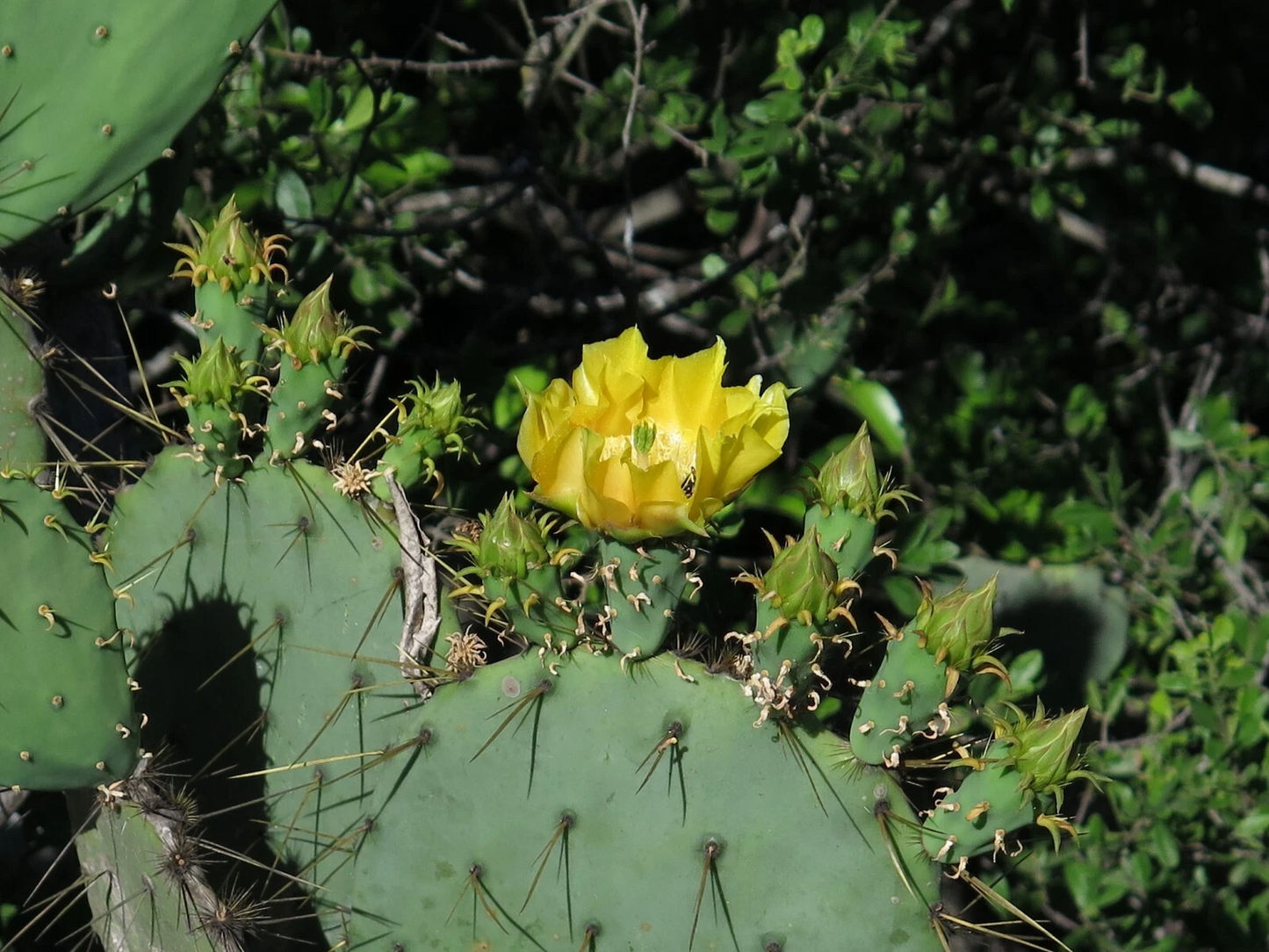Engelmann’s Prickly Pear Cactus Cutting – Live Opuntia Engelmannii Flat Pad for Garden or Container Planting