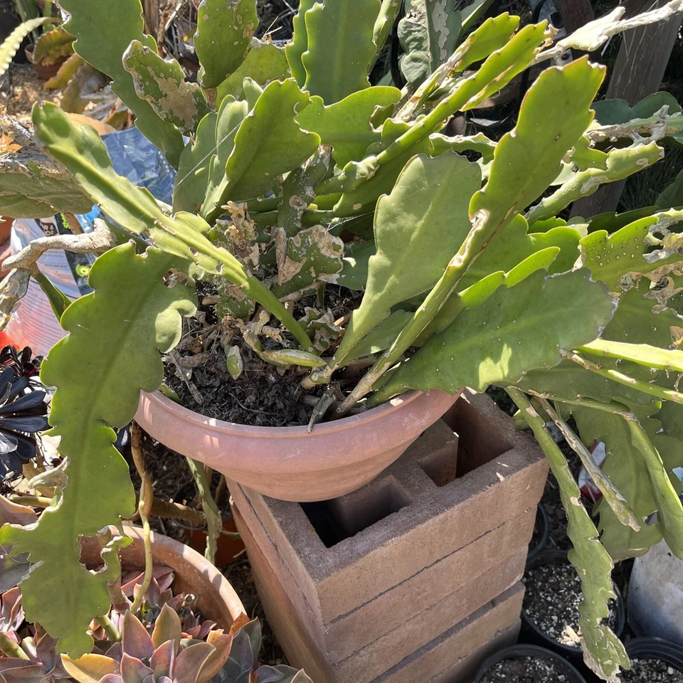 Epiphyllum Orchid Cactus Cuttings – 5 Unrooted Mixed Color Flowering Epiphyllum spp. for Propagation