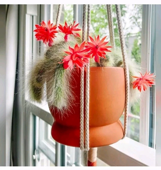 Monkey Tail Cactus Cutting – 8 Inch Hildewintera colademononis Succulent for Rooting, Unique Tail-Like Appearance