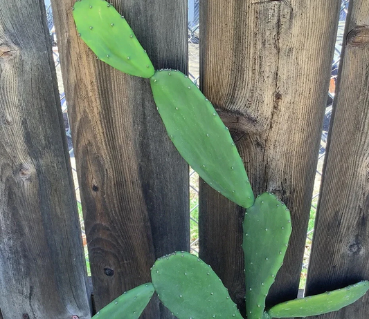 Opuntia ficus-indica Prickly Pear Cactus Pads – 5 Fresh Unrooted Planting Pads