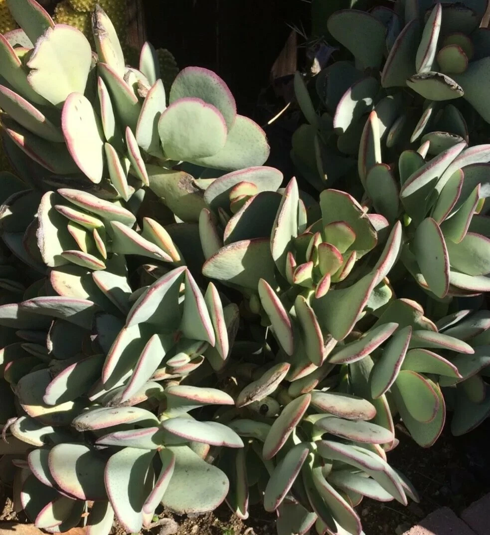 Fresh Succulent Cutting - Crassula arborescens "Silver Dollar" - Blue-Green Round Leaves for Easy Propagation