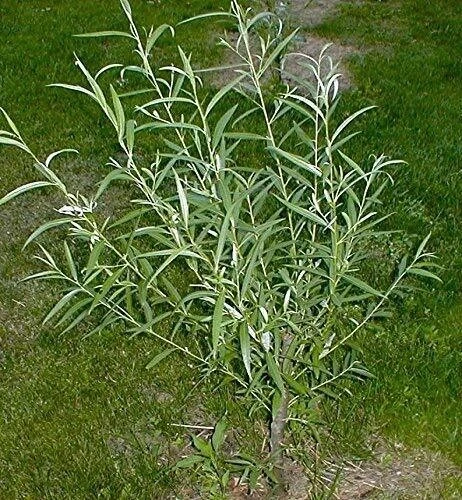 Austree Hybrid Willow Cuttings – 33 Fast-Growing Salix matsudana × Salix alba Live Tree Clippings for Privacy, Windbreaks